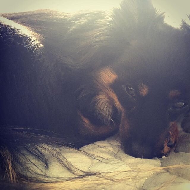 Waking up to my a Pixie-girl. #romanceauthorsofinstagram #rescuedogsofinstagram #authorlife #wednesdayvibes #romancereads