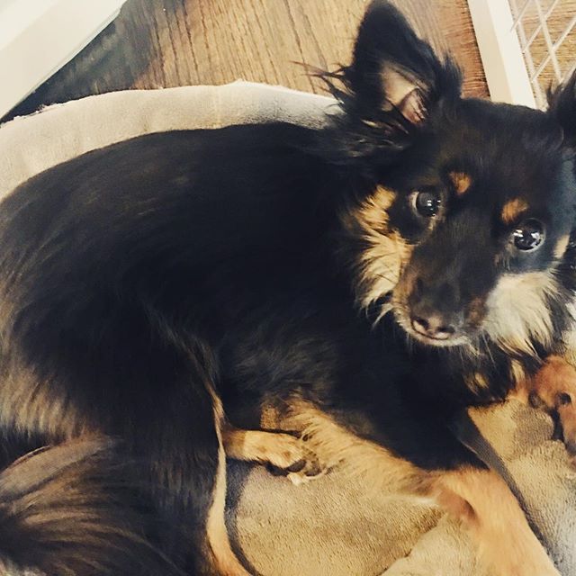 Soooo... I might b a little obsessed with my #rescuepup, Pixie!! Best writing companion ever (even if she is mad I’ve stuck her in the kitchen, lol) Love her!! #romanceauthor #booklove #writinglife #authorsofinstagram #pixielove #rescuedog #rescuedogsofinstagram #rescuedogsrule #rescuedogsrock #rescueismyfavoritebreed #goofyfootrescue #goofyfootdogrescue