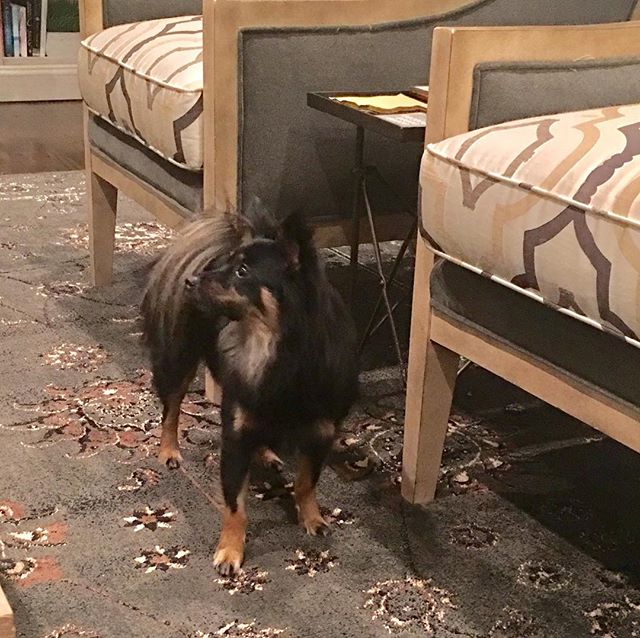 Pixie in the wild!! (She’s normally gated in the kitchen area). #rescuedogsofinstagram #goofyfootdogrescue #goofyfootrescue #rescuedogsrule #authorsofinstagram #romance #romanceauthor